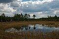 Image 2Farles Prairie in Ocala National Forest