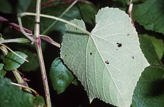 Description de l'image Vitis_cinerea_(USDA).jpg.