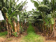 Single row planting