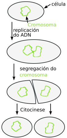 Binary fission gl.svg