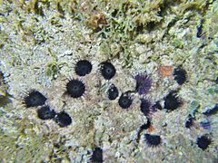 A l'âge adulte, les oursins du genre Echinostrephus sont incapables de quitter leur loge.