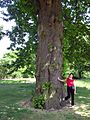 Castanea sativa (Sweet Chestnut tree)