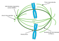 Schema del fuso mitotico in azione durante la mitosi