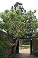 Buddleja crispa (Himalayan Butterfly Bush)