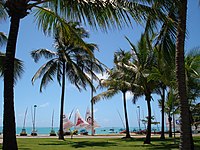 Coconut palms in the warm, tropical climate of Pajuçara in northern Brazil