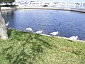 American White Ibis' hunt for food on the bank of the Halifax River.