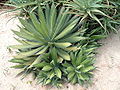 Agave lophantha