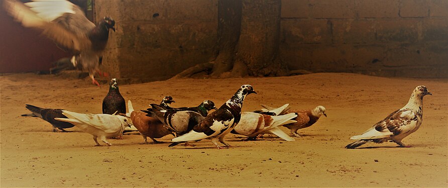 The poultry that live at the shooting range in Kinshasa Photograph: User:Beheme