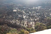 Vue aérienne d'un camping détruit : des arbres brûlés et clairsemés.