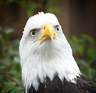 Bald eagle