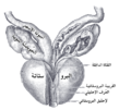 الحويصلات المنوية والتوسعات الأنبوبية (أمبولات) الأسهر كما تظهر من الأمام.