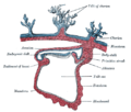 Section through the embryo