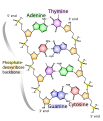 Struttura del DNA