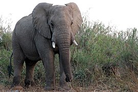 Elephant