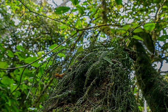 On different trees of the natural forest reserve of Bururi you can see algae Photograph: User: Ferdinand IF99