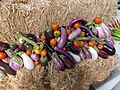 A display of different varieties of eggplants, showing eggplant diversity in forms and colors (purple, green, red, white and yellow)