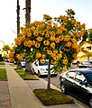 Cassia leptophylla tree