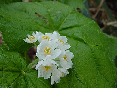 Diphylleia grayi