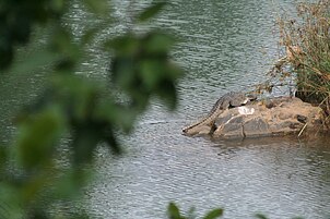 A crocodile at Muta Crocodile Breeding Centre at Ormanjhi, Ranchi