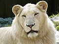 White lion in Zoo Bratislava