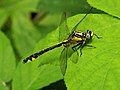 Водно конче от вида (Gomphus vulgatissimus)