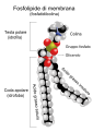 Struttura di un fosfolipide