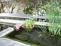 Planta aquatica amb una flor de lotús dins lo lavador