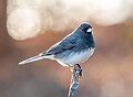 102 Dark-eyed junco (21840) uploaded by Rhododendrites, nominated by Rhododendrites,  14,  0,  0