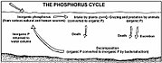 Diagrama del ciclo del fósforo