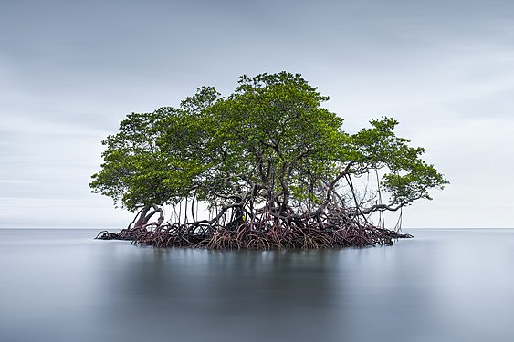 A surviving mangrove after Typhoon Rai in a local beach in Barangay Cayhagan, Sipalay City, Negros Occidental last December 2021. Photograph: Armusaofficial