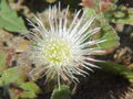 Mesembryanthemum crystallinum