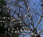 A tree with no leaves showing dozens of white birds sitting on its branches