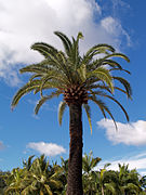 Phoenix canariensis, ordre des Arecales