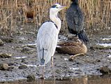 Airone cenerino assieme a due femmine di germano reale ed un cormorano