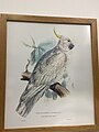 Greater Sulphur Created Cockatoo in his book “Family of Psittacidae or parrots” as a painting,plate 3, marked as cacatua galerita, originally made in 1832