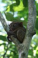 An tarsier iyo sarong katutubong hayop sa Bohol