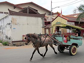 Poney Lombok bai, attelé à un cidomo.