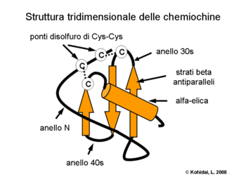 Struttura tridimensionale delle chemiochine