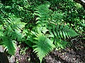 Male fern, Dryopteris filix-mas