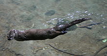 A North American river water is shown gliding on the surface of the water.