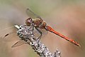 43 Sympetrum striolatum