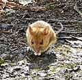 Wood mouse, Apodemus sylvaticus