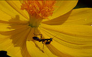 Some mantis nymphs mimic ants to avoid predators.