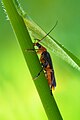 33 Cantharis livida