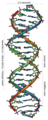 Dimensioni del DNA