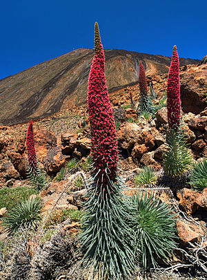 „Wildprets Natternkopf“ auf Teneriffa