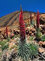 47 Echium wildpretii