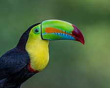 Ramphastos sulfuratus