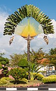 Ravenala madagascariensis, ordre des Zingiberales