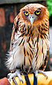 Philippine Eagle Owl